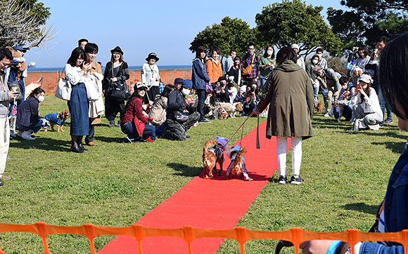 ワクワクどうぶつランド  第33回シンボルタワー祭り