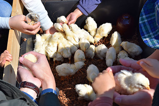 わくわくどうぶつランド わくわくどうぶつランド