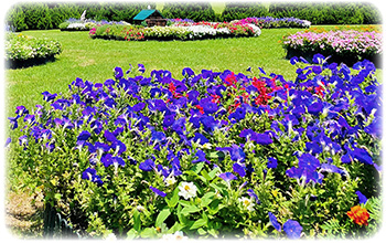 夏の花壇 夏の花壇