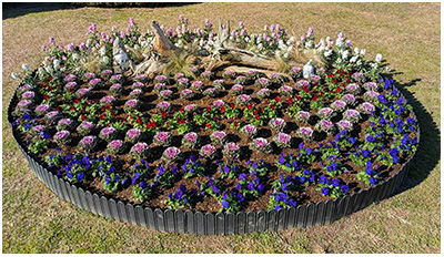 冬の花壇 冬の花壇