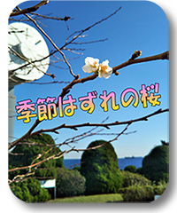 季節外れの桜 季節外れの桜