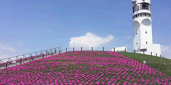 マウンドに咲く芝桜の写真